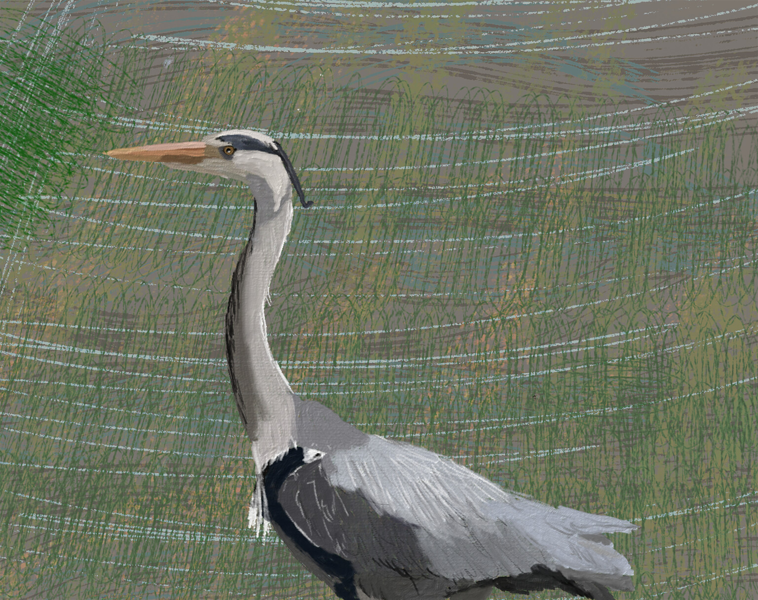 Grey heron